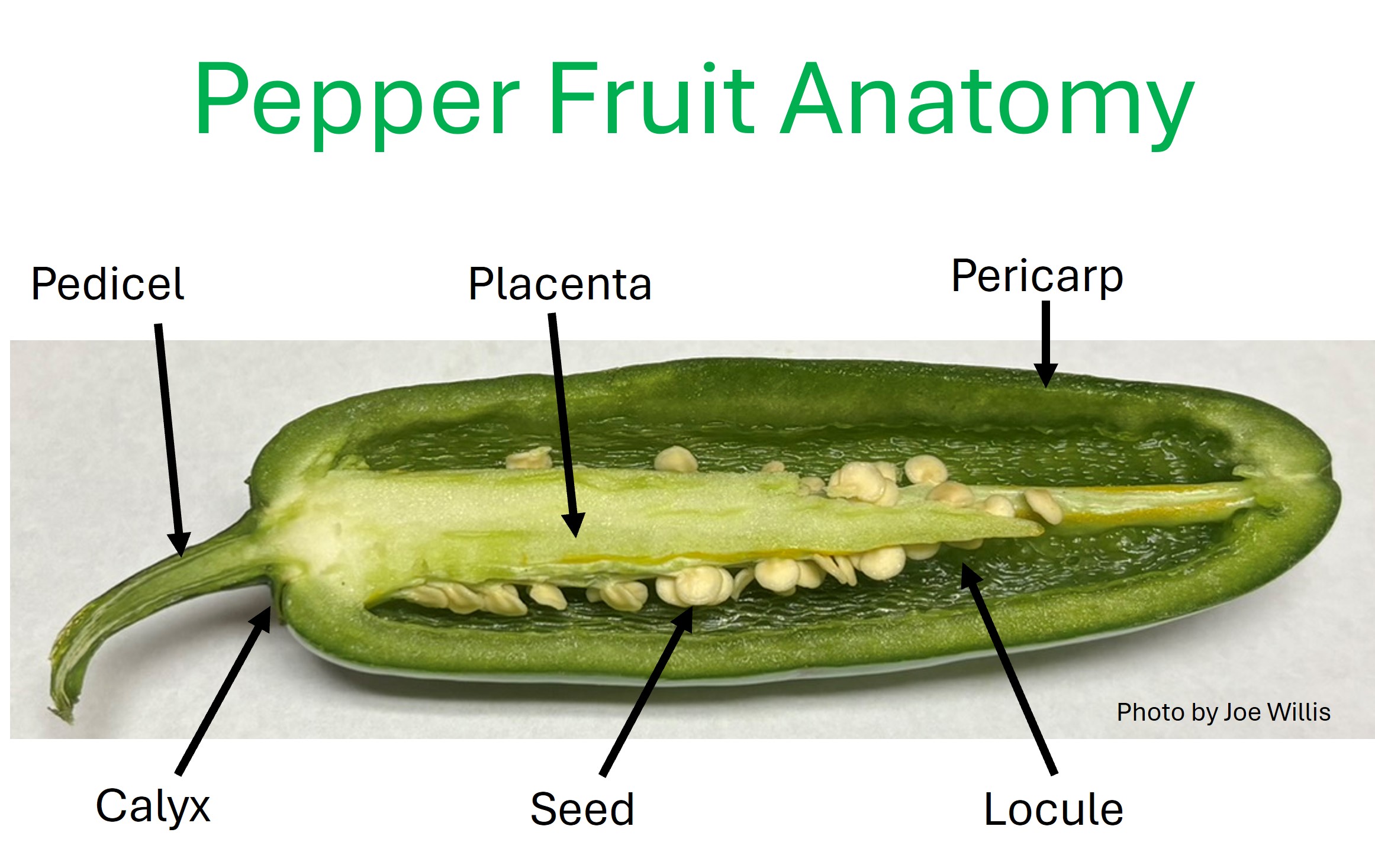 ​Peppers - From Sweet to Scorching Part 1 - The Species